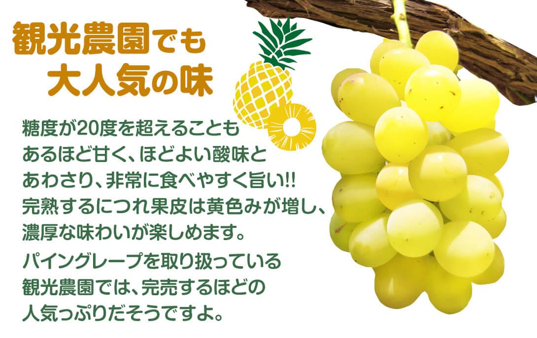 Amazon.co.jp: 果樹苗 ブドウ パイングレープ 1株/ 国華園 25年秋商品